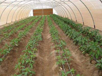 滴灌在番茄种植中的应用管理