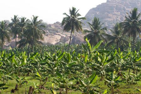 农产品生产印度卡纳塔克邦汉比市的香蕉种植园.有机农产品生产照片
