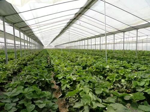 所有南京人 邳州300种绿色优质农产品下周将来宁展销