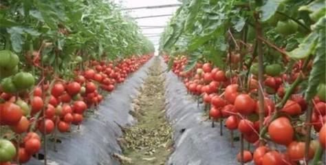 种植番茄是否需要轮作?怎样种植比较好?
